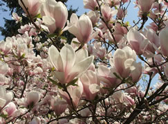 magnolia